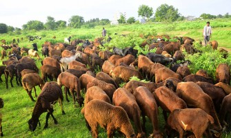 Sheep Palai at Shazam Farms – Your Trusted Partner for Eid-Ready Sheep