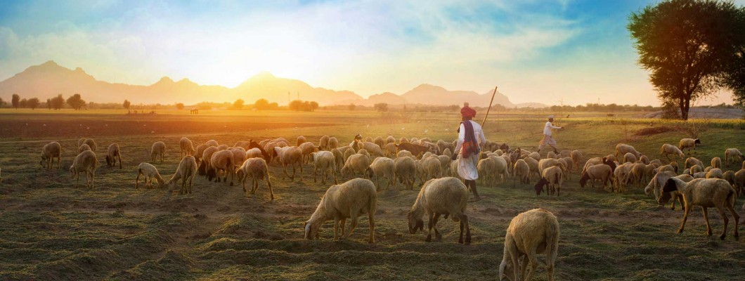 what is Sheep Rearing (Palai) and Fattening with Shazam Farms what is Sheep Rearing (Palai) and Fattening with Shazam Farms