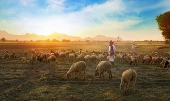 what is Sheep Rearing (Palai) and Fattening with Shazam Farms