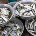 Edible Fish