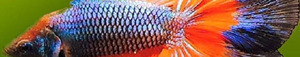 Fish & Aquarium Farming Supplies Fish & Aquarium Farming Supplies