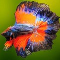 Fish & Aquarium Farming Supplies