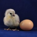 Poultry Chicks