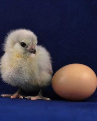 Poultry Chicks