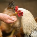 Poultry Feed