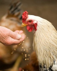 Poultry Feed