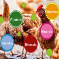Poultry Vitamins & Minerals