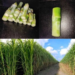 4G Bullet Napier Cuttings – Ultra High-Yield Fodder for Livestock