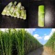 4G Bullet Napier Cuttings – Ultra High-Yield Fodder for Livestock