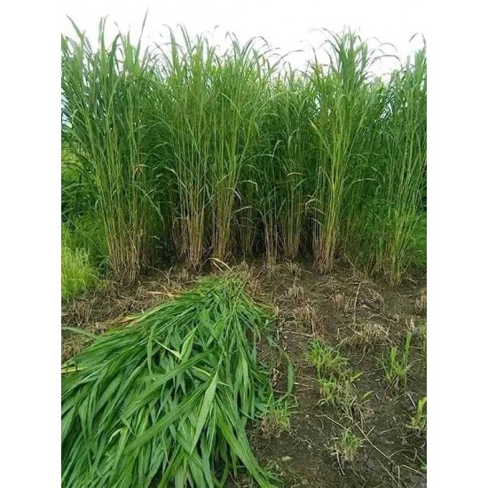 4G Bullet Napier Cuttings – Ultra High-Yield Fodder for Livestock