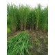 4G Bullet Napier Cuttings – Ultra High-Yield Fodder for Livestock