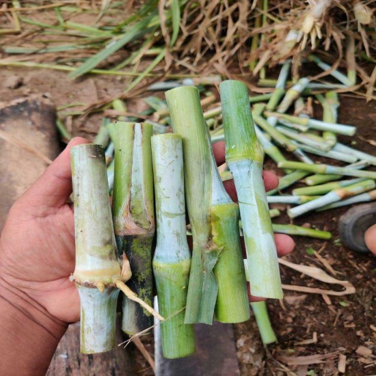 4G Bullet Napier Cuttings – Ultra High-Yield Fodder for Livestock