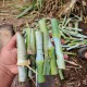 4G Bullet Napier Cuttings – Ultra High-Yield Fodder for Livestock