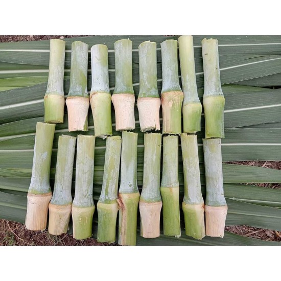 4G Bullet Napier Cuttings – Ultra High-Yield Fodder for Livestock