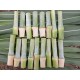 4G Bullet Napier Cuttings – Ultra High-Yield Fodder for Livestock