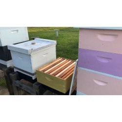 Apis Mellifera Beehive Super Chamber – Shallow, New, Without Bees