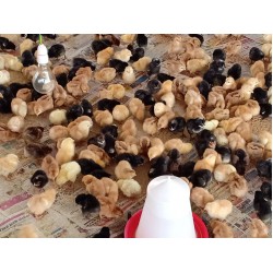 Aseel Cross Chicks – 1 to 3 Days Old (Male-Female Mix) | Desi Meat Breed