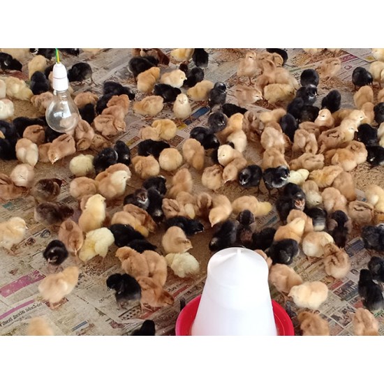 Aseel Cross Chicks – 1 to 3 Days Old (Male-Female Mix) | Desi Meat Breed