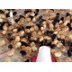 Aseel Cross Chicks – 1 to 3 Days Old (Male-Female Mix) | Desi Meat Breed