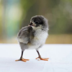 Black Australorp Chicks – Female (1 to 3 Days Old) | Heavy Egg Layer