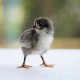 Black Australorp Chicks – Female (1 to 3 Days Old) | Heavy Egg Layer
