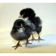 Black Australorp Chicks – Female (1 to 3 Days Old) | Heavy Egg Layer