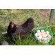 Black Australorp Chicks – Female (1 to 3 Days Old) | Heavy Egg Layer