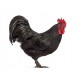 Black Australorp Chicks – Female (1 to 3 Days Old) | Heavy Egg Layer