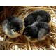 Black Australorp Chicks – Female (1 to 3 Days Old) | Heavy Egg Layer