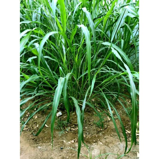 Black Diamond Grass – Fodder Grass Seeds