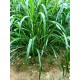 Black Diamond Grass – Fodder Grass Seeds