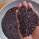 Black Diamond Grass – Fodder Grass Seeds
