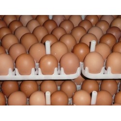 Country Chicken Eggs – Desi Eggs (Pack of 30)