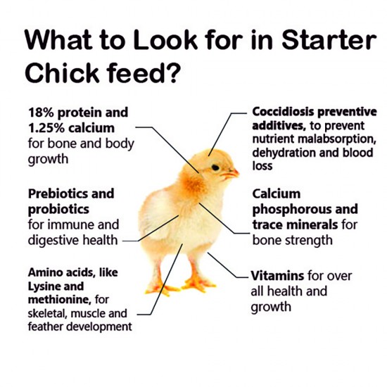 Aseel High Protein Starter Feed (0–6 Weeks)
