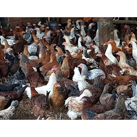 FFG Chicks – Male & Female Mix (1 to 3 Days Old)