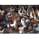 FFG Chicks – Male & Female Mix (1 to 3 Days Old)