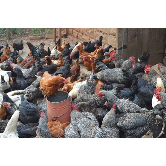 FFG Chicks – Male & Female Mix (1 to 3 Days Old)