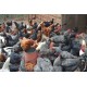 FFG Chicks – Male & Female Mix (1 to 3 Days Old)