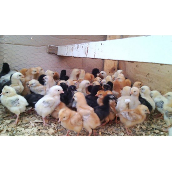 FFG Chicks – Male & Female Mix (1 to 3 Days Old)