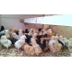 FFG Chicks – Male & Female Mix (1 to 3 Days Old)