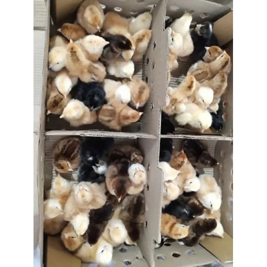 FFG Chicks – Male & Female Mix (1 to 3 Days Old)