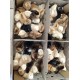 FFG Chicks – Male & Female Mix (1 to 3 Days Old)