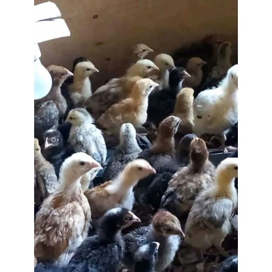 FFG Chicks – Male & Female Mix (1 to 3 Days Old)