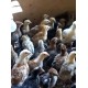 FFG Chicks – Male & Female Mix (1 to 3 Days Old)
