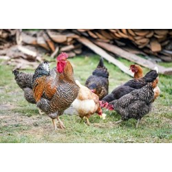 FFG Chicks – Male & Female Mix (1 to 3 Days Old)