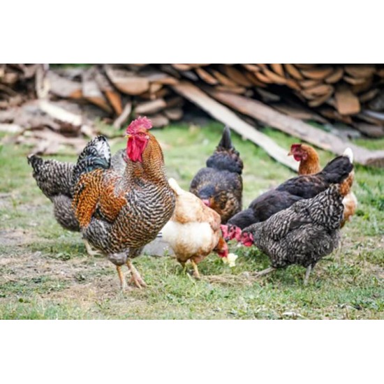 FFG Chicks – Male & Female Mix (1 to 3 Days Old)