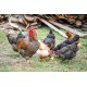 FFG Chicks – Male & Female Mix (1 to 3 Days Old)