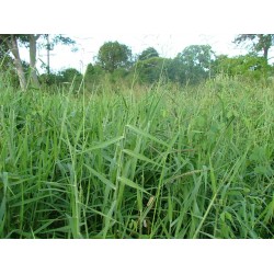 German Grass (Echinochloa polystachya) – Fodder Grass Seeds