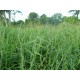 German Grass (Echinochloa polystachya) – Fodder Grass Seeds