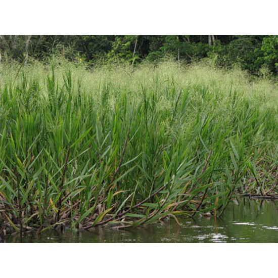 German Grass (Echinochloa polystachya) – Fodder Grass Seeds